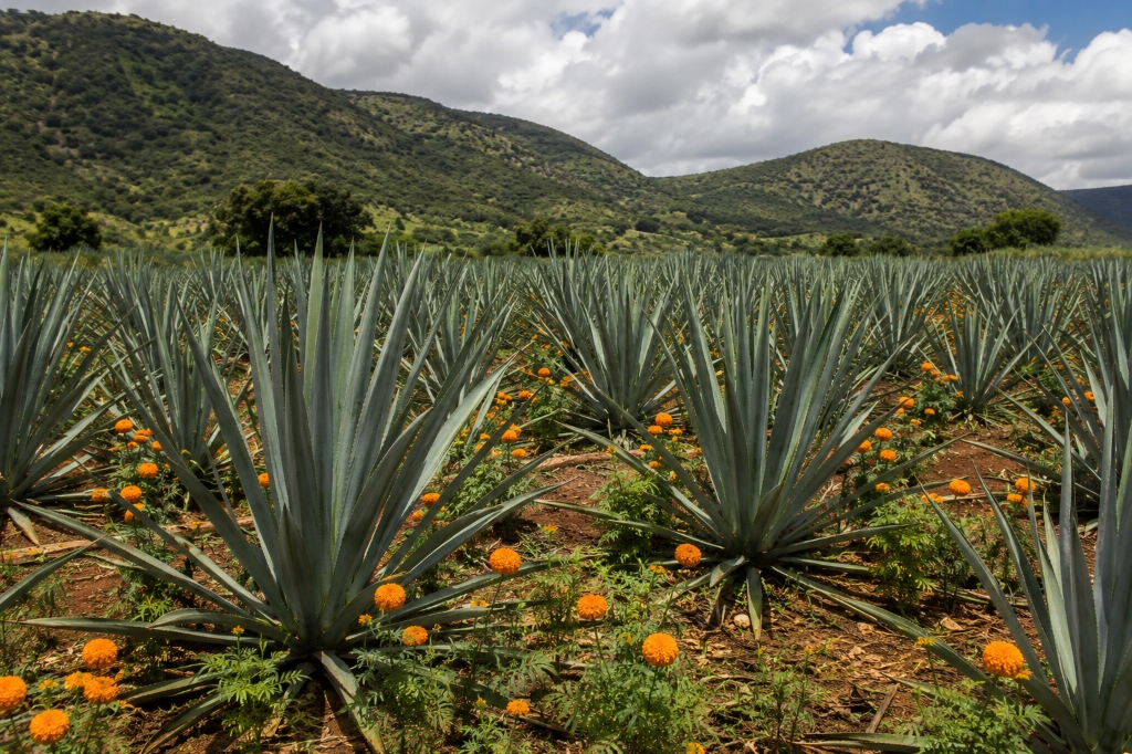 Campos de Agave Calakium Mezcal